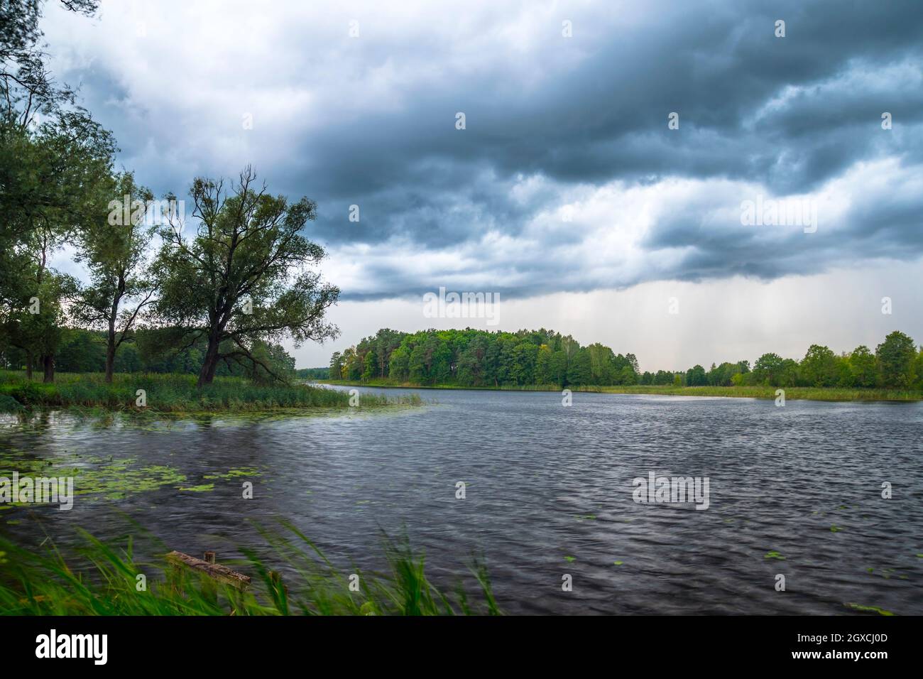 Rainy weather over the forest lake Stock Photo