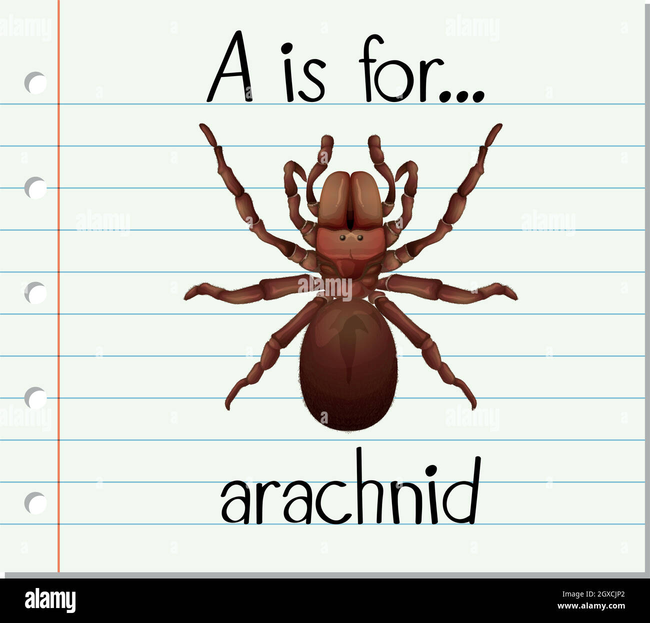 Spider Anatomy Flashcards