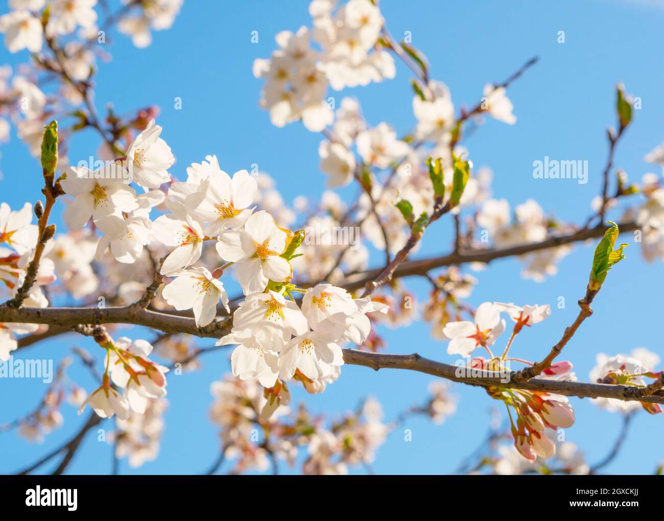Blooming japanese sakura Stock Photo