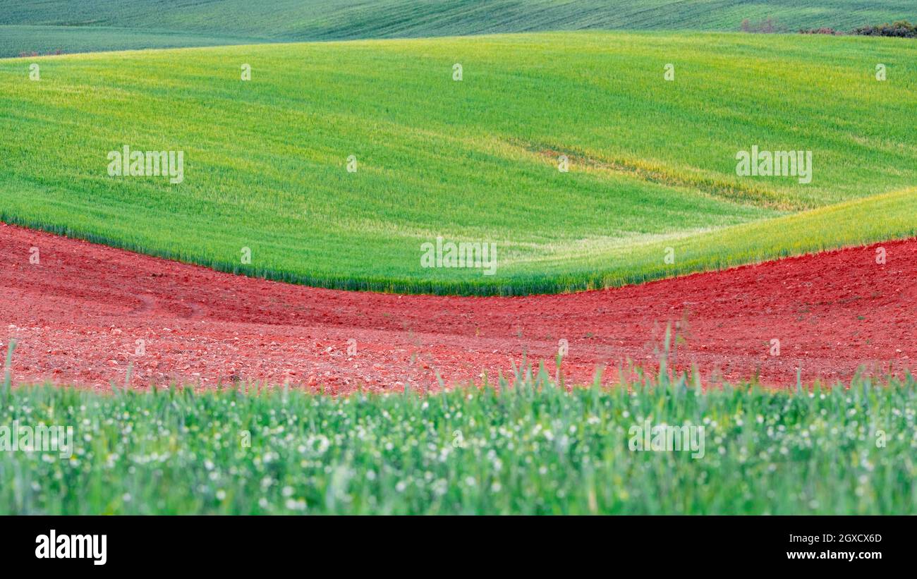 Cultivated fields, Quintanarraya, Burgos, Castilla y Leon, Spain, without people. Stock Photo