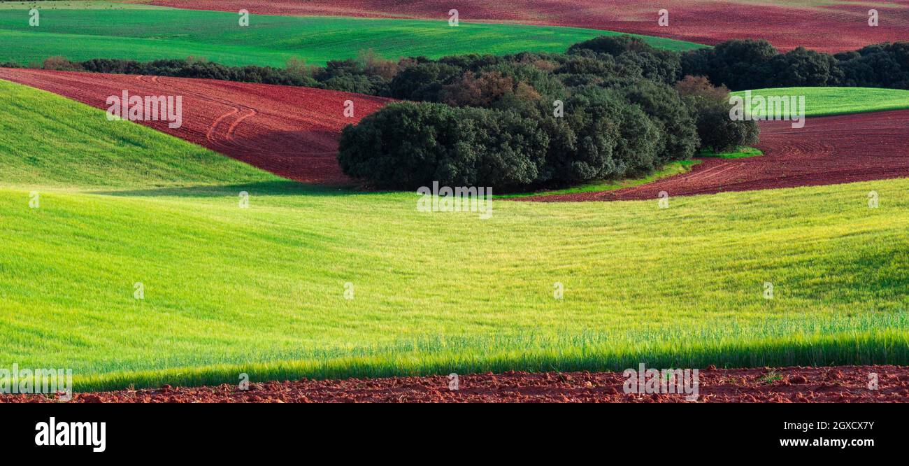 Cultivated fields, Quintanarraya, Burgos, Castilla y Leon, Spain, without people. Stock Photo