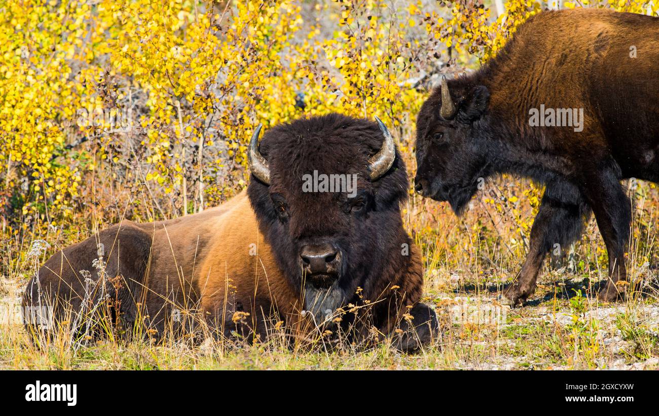 Canada wood buffalo national park hi-res stock photography and images ...
