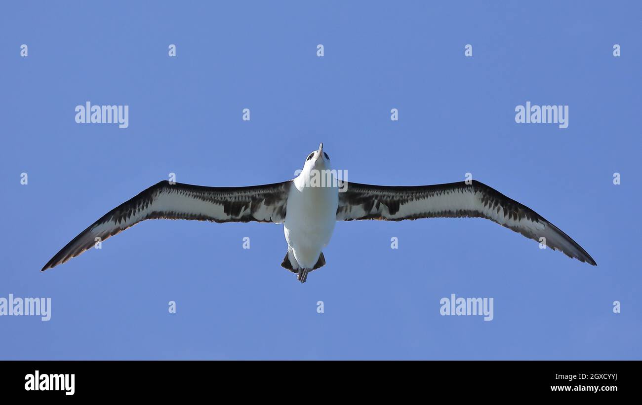 Laysan albatross (Phoebastria immutabilis) in North Pacific Stock Photo