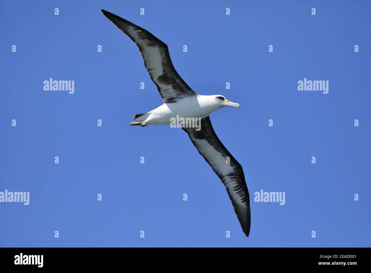 Laysan albatross (Phoebastria immutabilis) in North Pacific Stock Photo