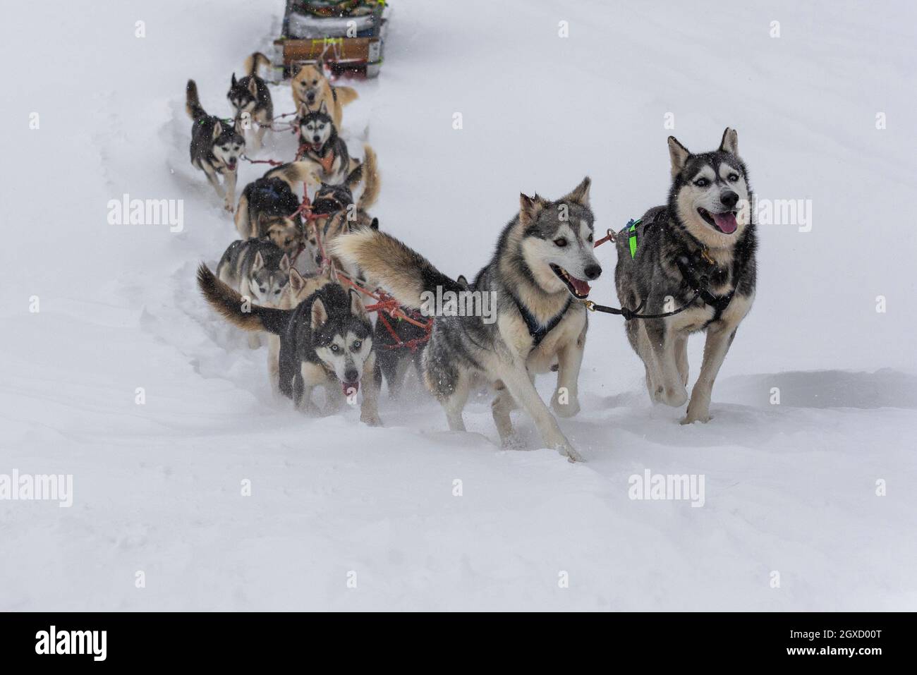 Huskys in the snow with their musher Stock Photo