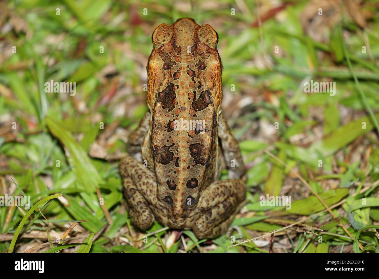 Cane toad (Rhinella marina) in Hawaii Stock Photo