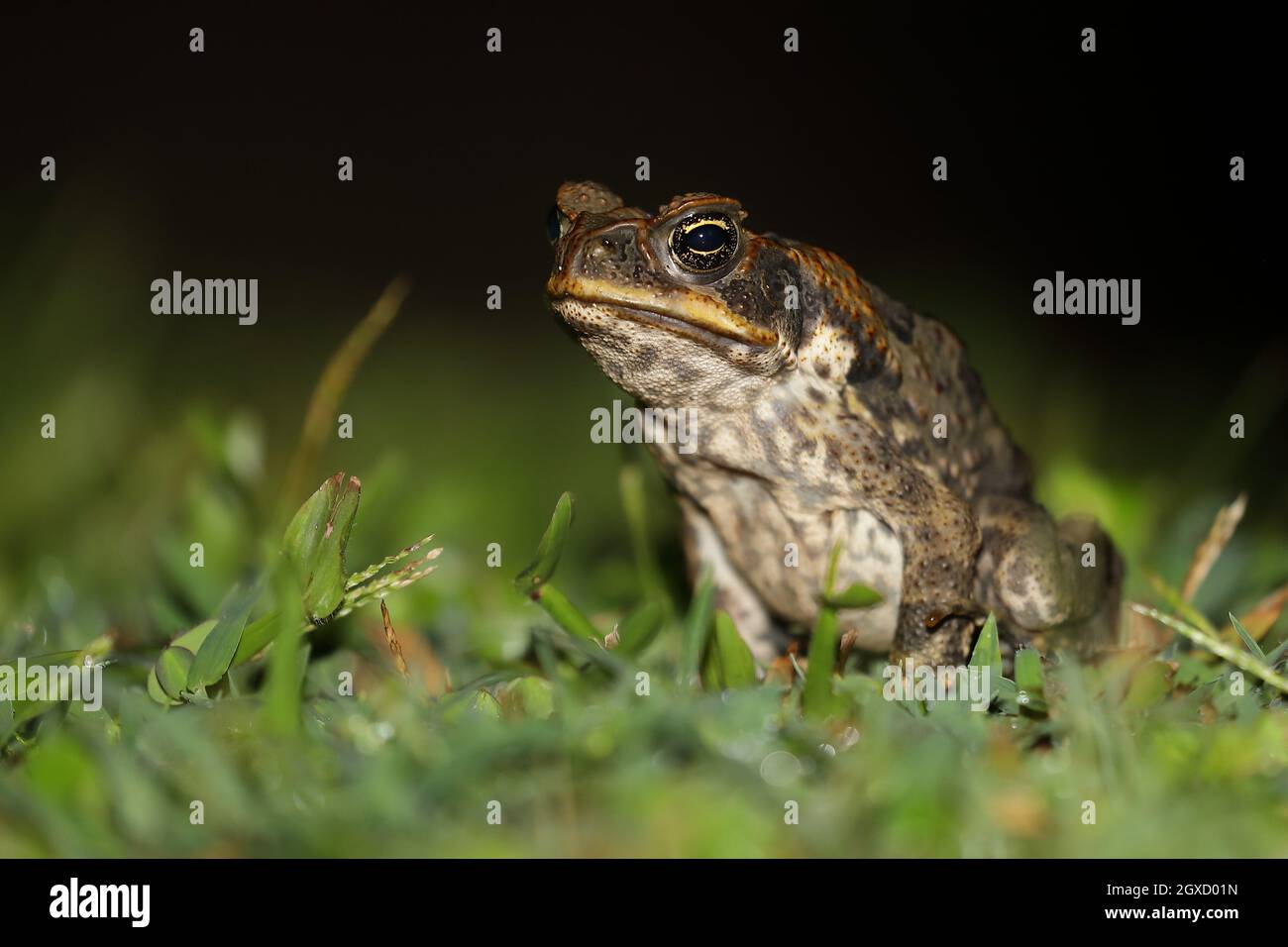 Cane toad (Rhinella marina) in Hawaii Stock Photo