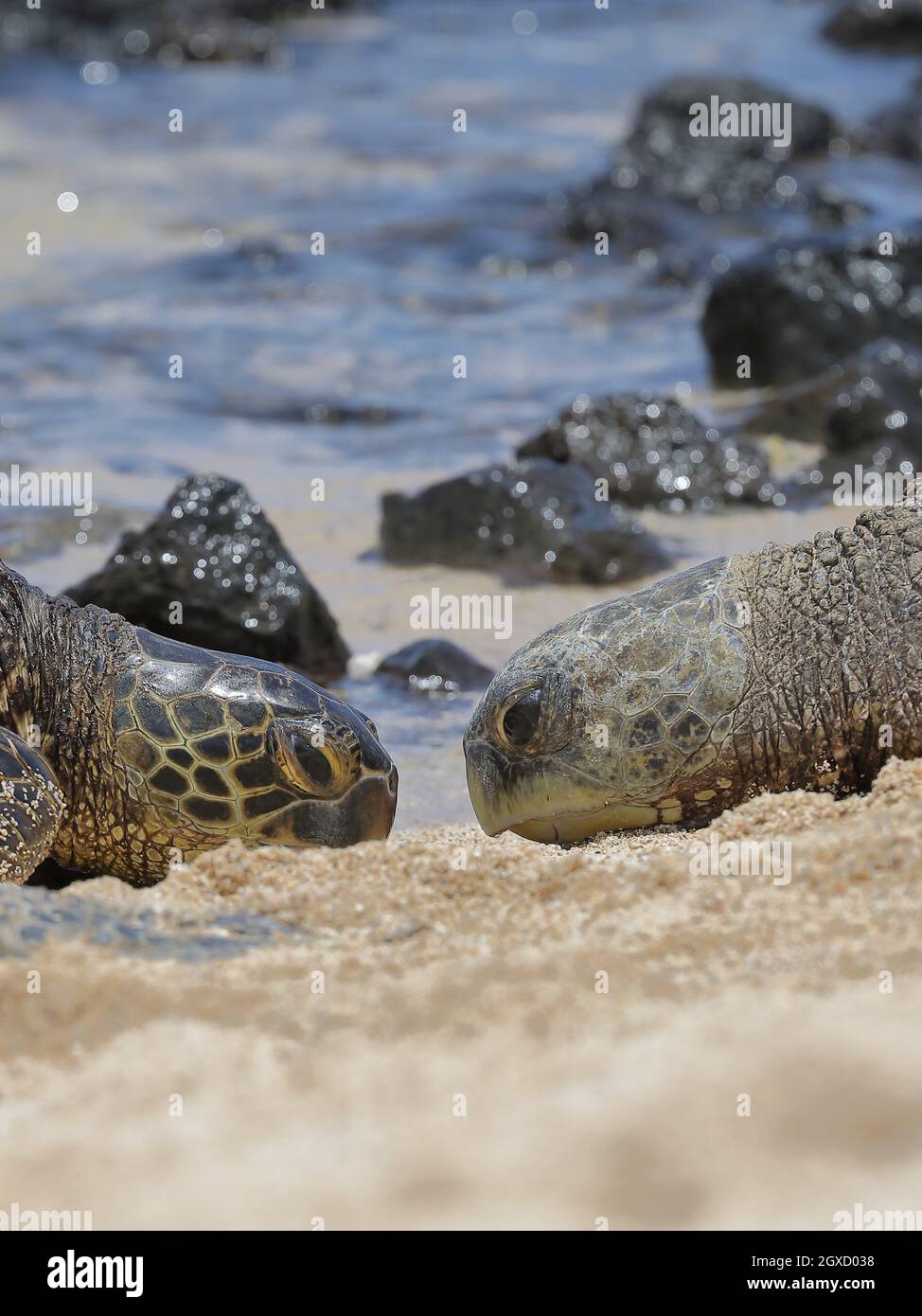 Green sea turtle (Chelonia mydas) on a beach of Kauai, Hawaii Stock Photo