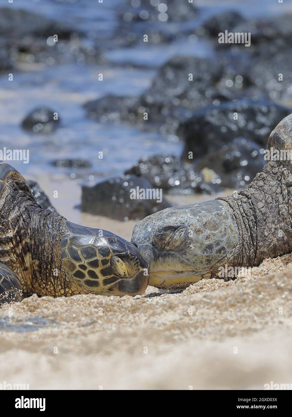 Green sea turtle (Chelonia mydas) on a beach of Kauai, Hawaii Stock Photo
