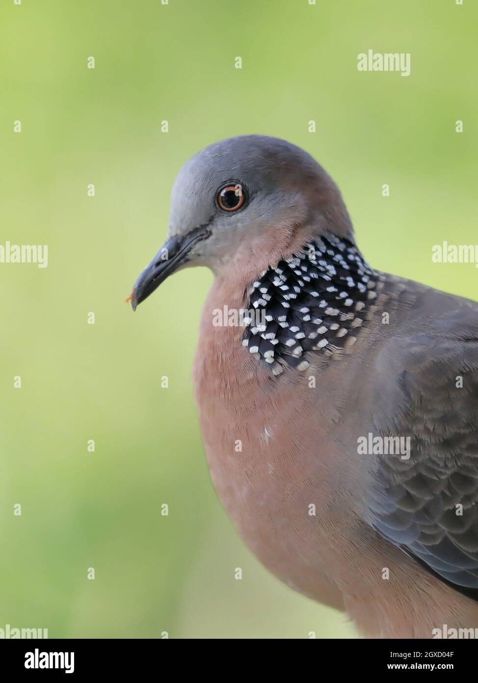 Spotted dove (Spilopelia chinensis) in Hawaii, United States Stock Photo