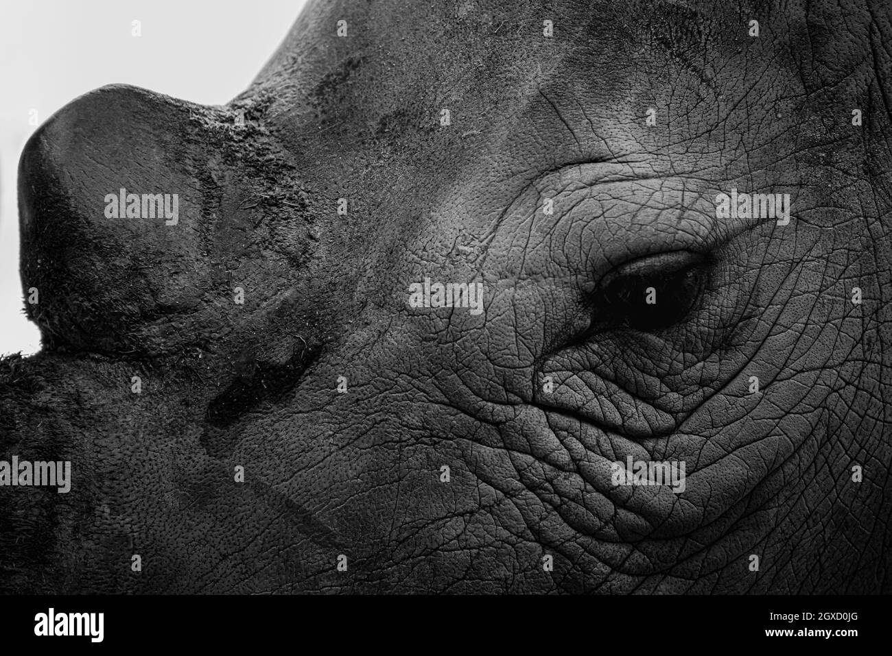 The close-up scene of the eye and wrinkled of the southern white rhinoceros or square-lipped rhinoceros in black and white. Stock Photo