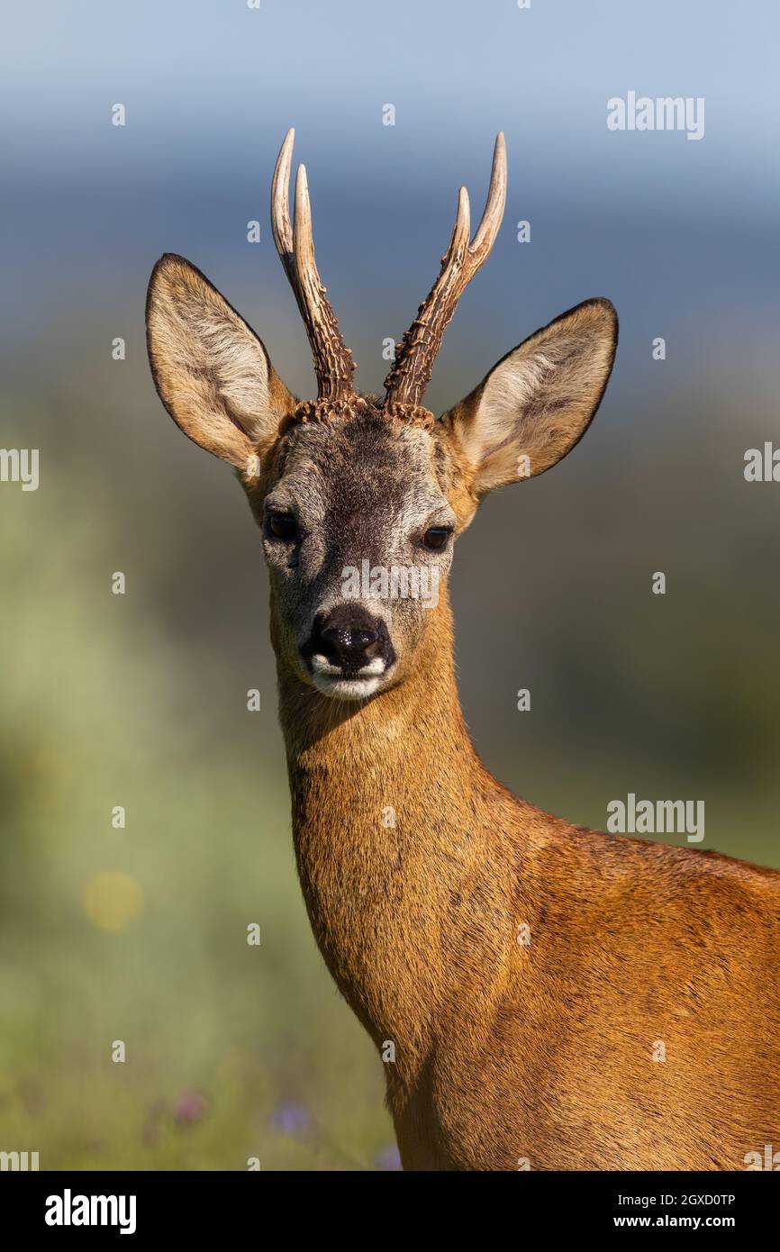 detail-of-roe-deer-capreolus-capreolus-buck-looking-to-the-camera-in