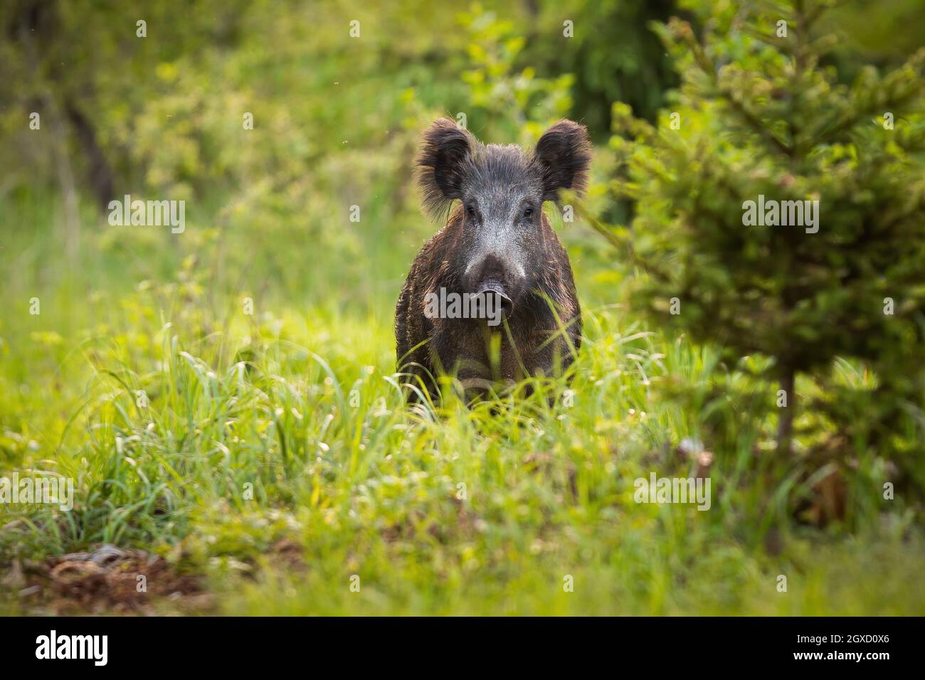 Curious wild boar, sus scrofa, looking from behind the grass on the ...