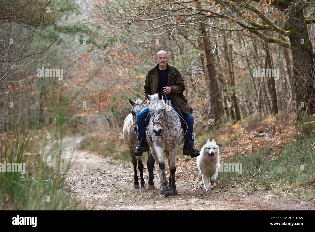 Man riding a horse with a dog, Forest of Rambouillet, Haute Vallee de Chevreuse Regional Natural Park, Yvelines department, Ile de France region, Stock Photo