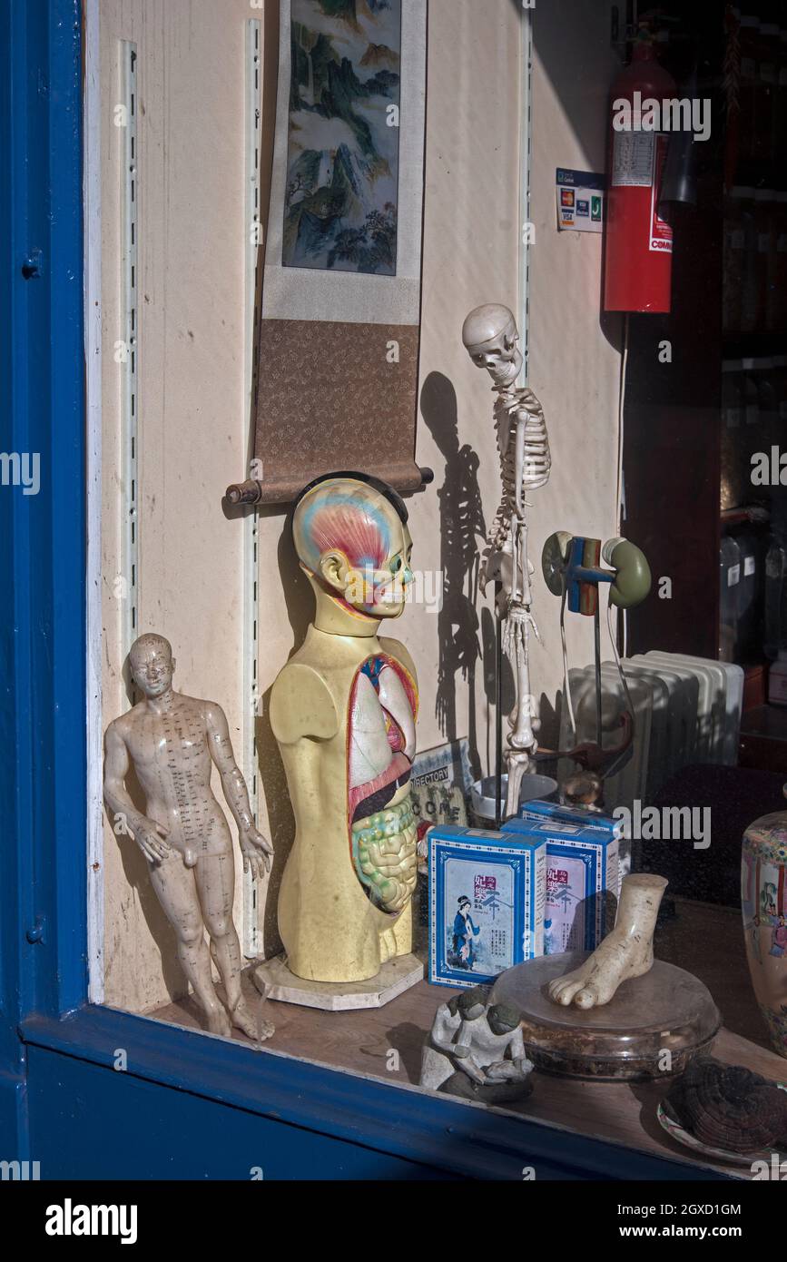 Skeletons and body parts, all part of the window display of a Chinese medicine and acupuncture shop in Newington, Edinburgh, Scotland, UK. Stock Photo
