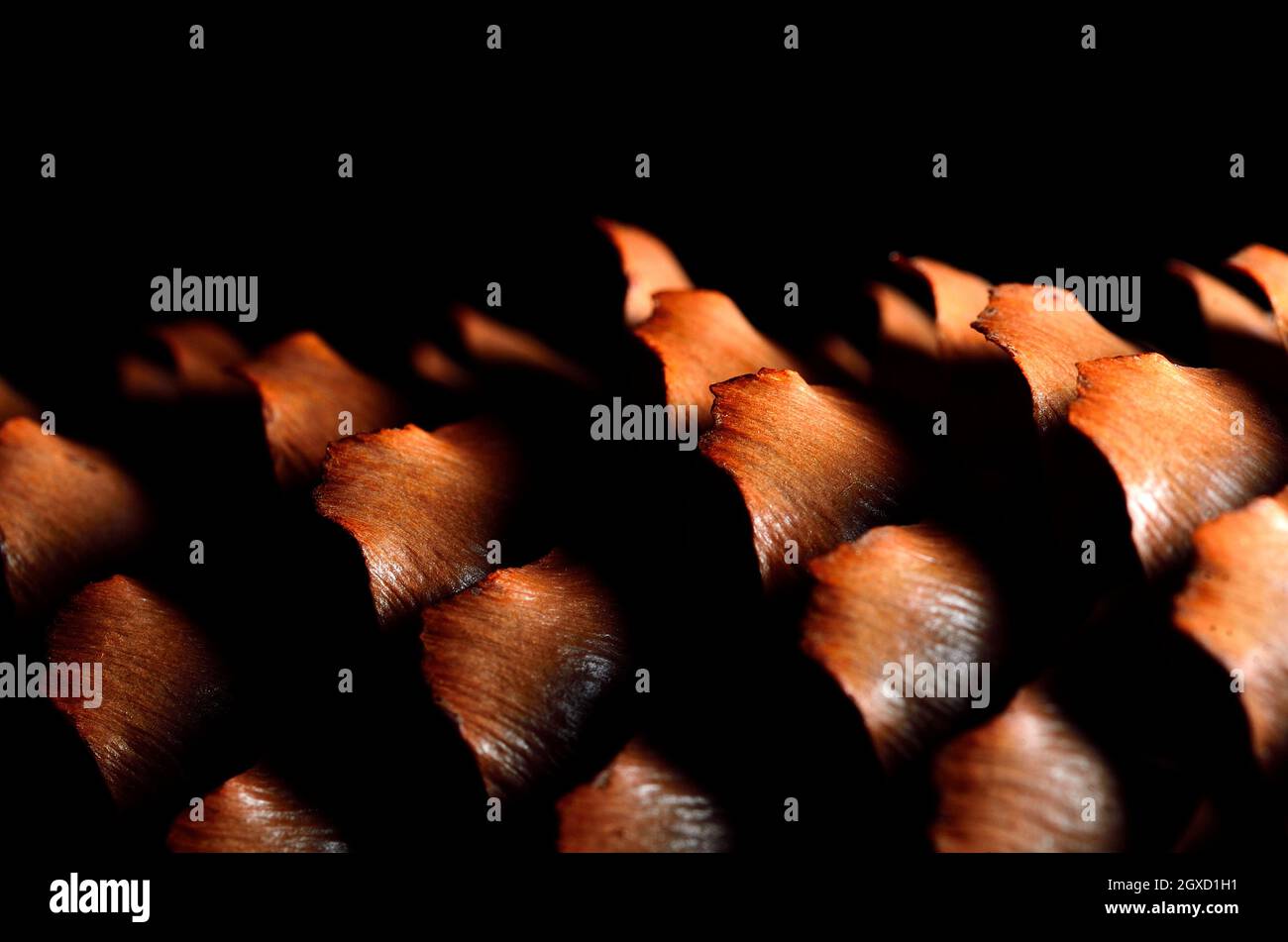 Close up of an opened female mature spruce cone Stock Photo