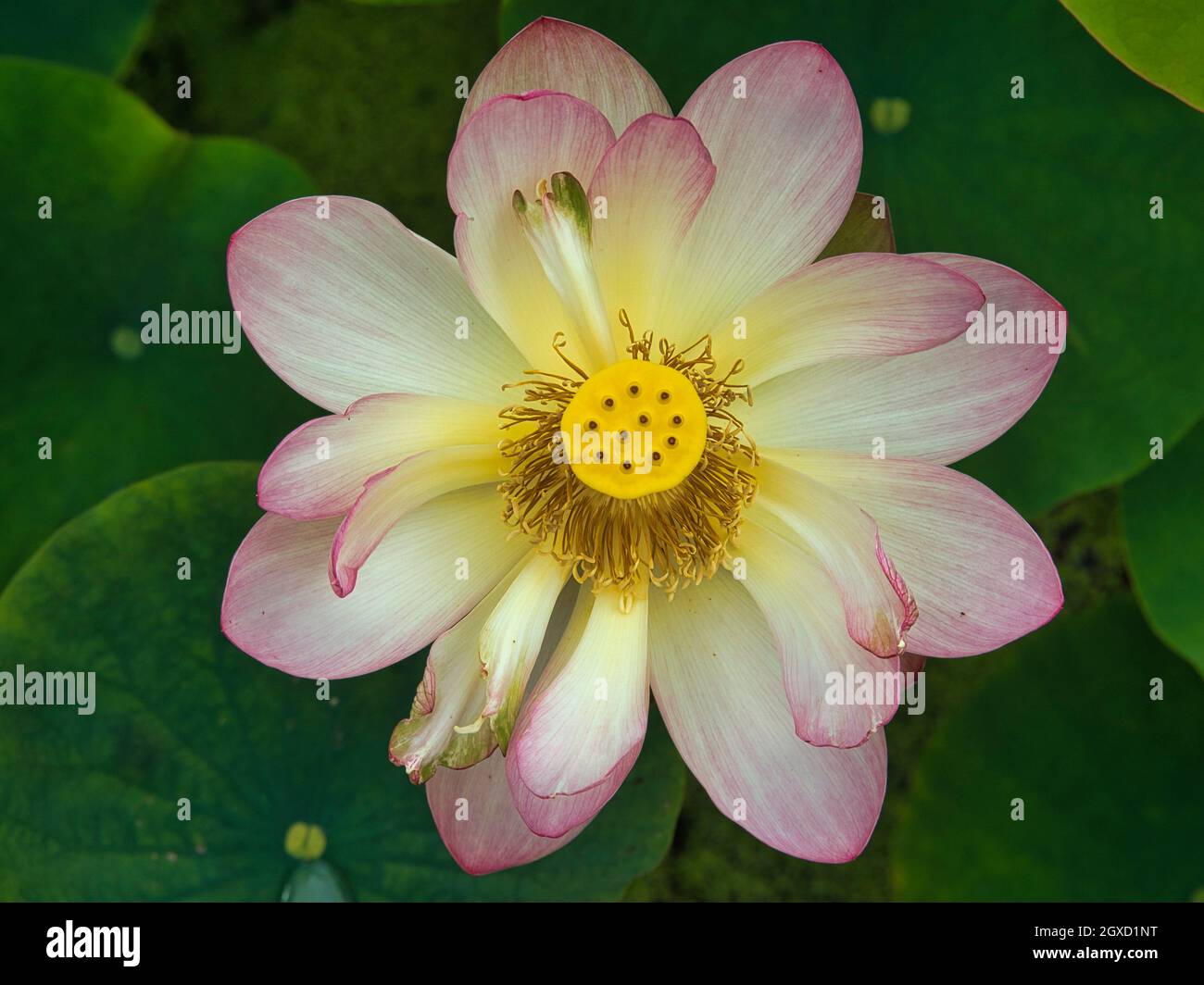 Lotus flower nelumbo nucifera france hi-res stock photography and images -  Alamy
