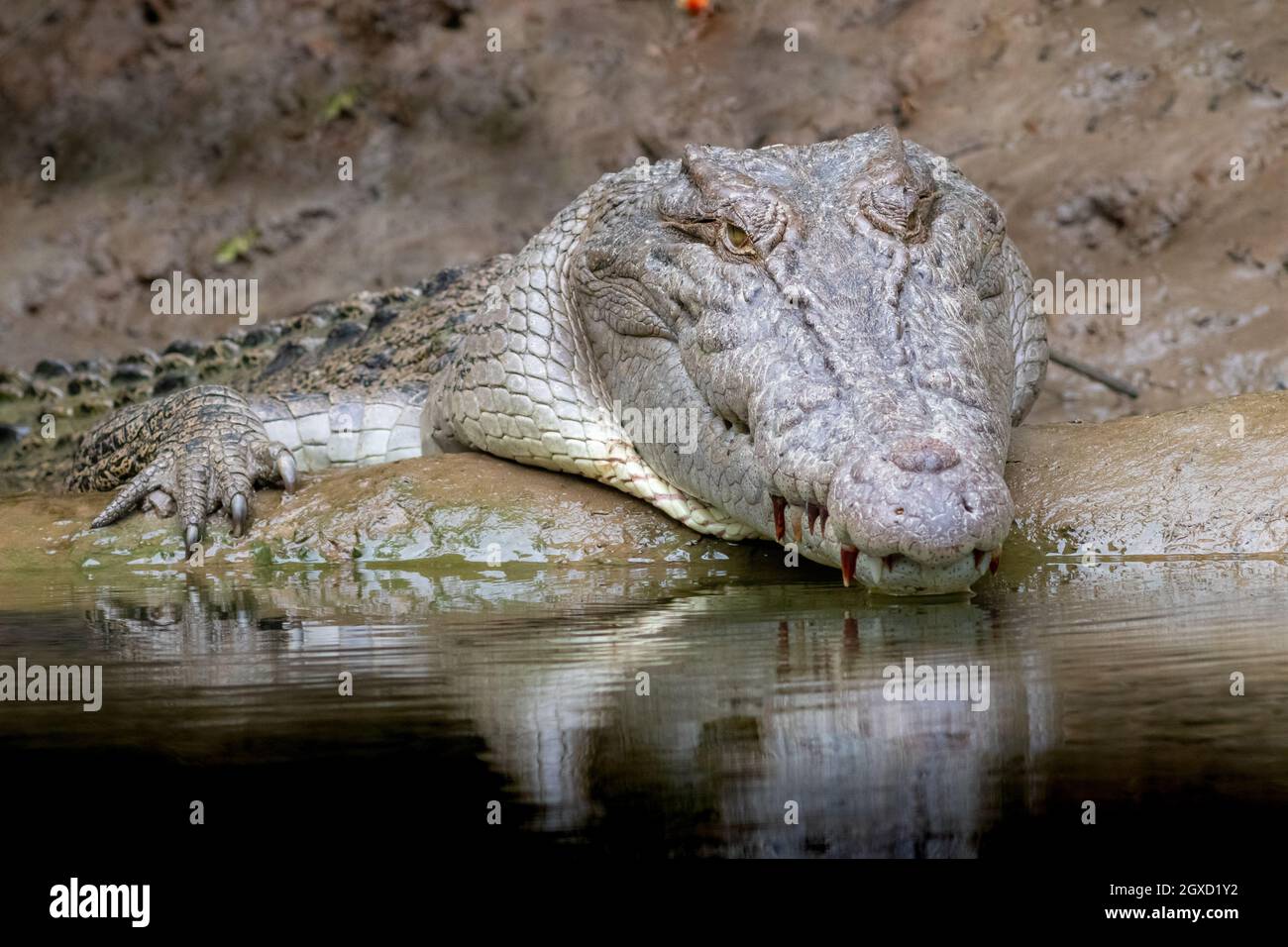 Close-up of a large saltwater crocodile (Crocodylus porosus) on the bank of the Daintree River, Queensland, Australia. Stock Photo