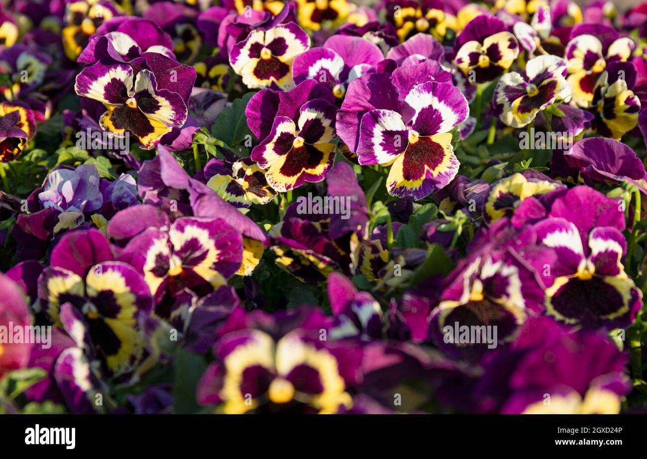 Purple and Yellow ‘Monkey-Face’ Pansies Stock Photo - Alamy
