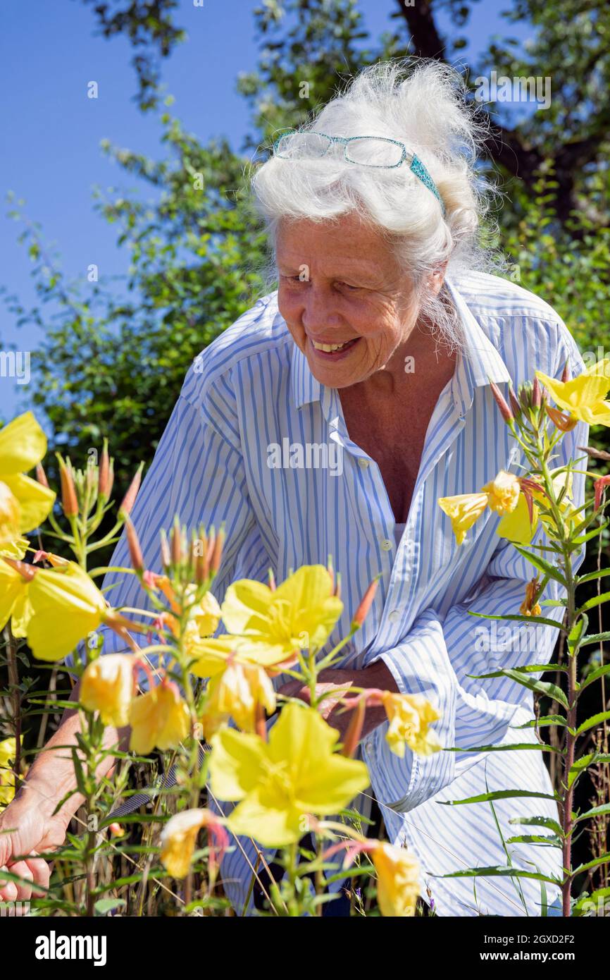 Europe, Luxembourg, Septfontaines, Attractive Older woman looking at Evening Primrose Plants in Full Bloom. Stock Photo