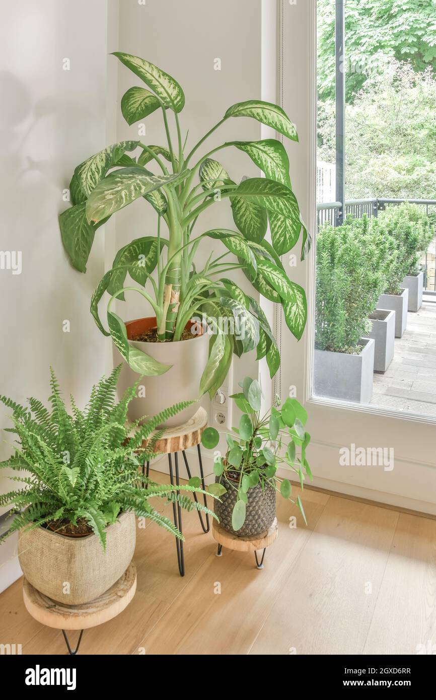 High angle of assorted green houseplants growing in ceramic pots placed in room of modern apartment Stock Photo
