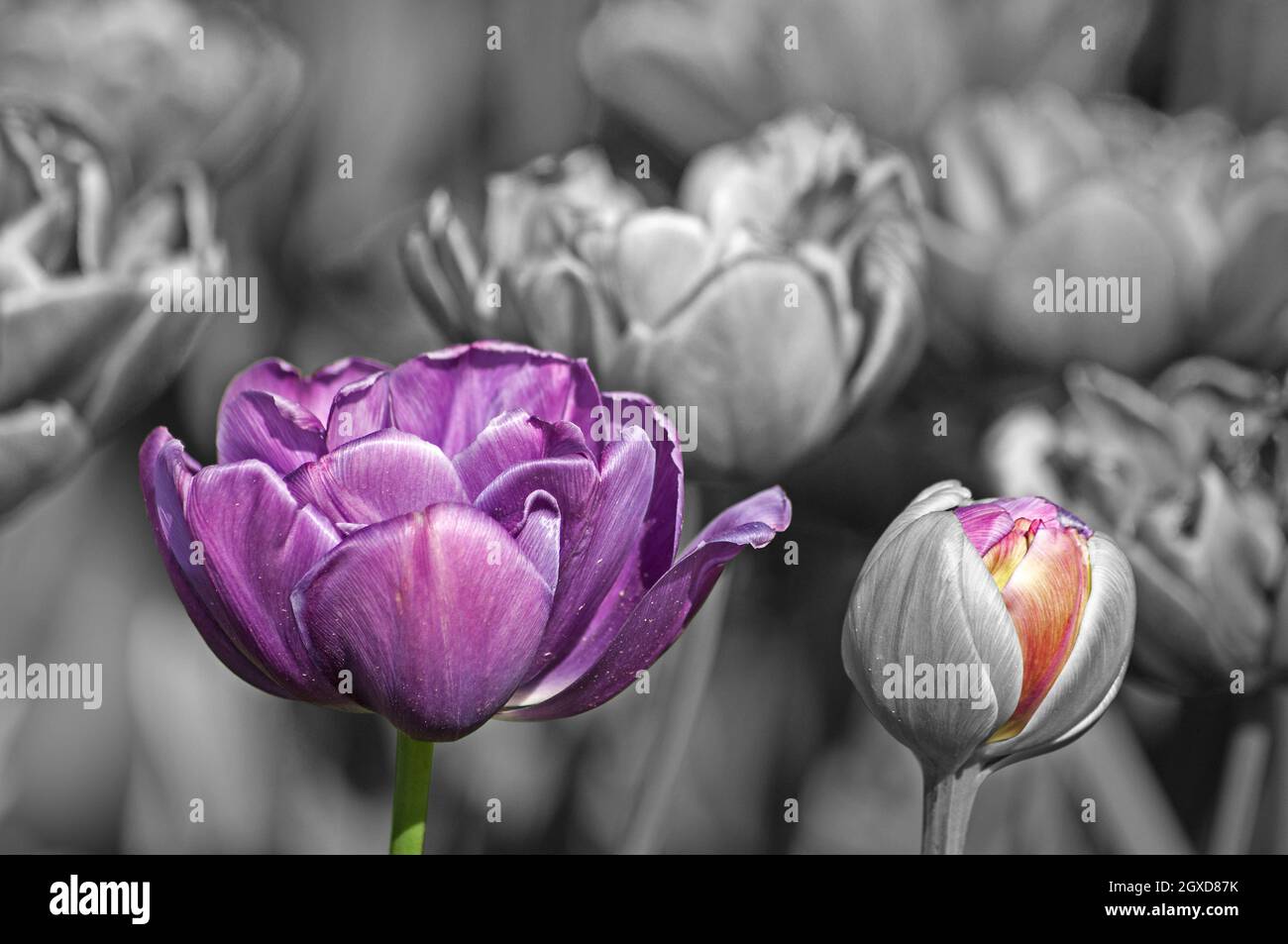 Color and black and white. Violet tulip and colorful bud in a black and white field. Copy space for your inscription. Stock Photo
