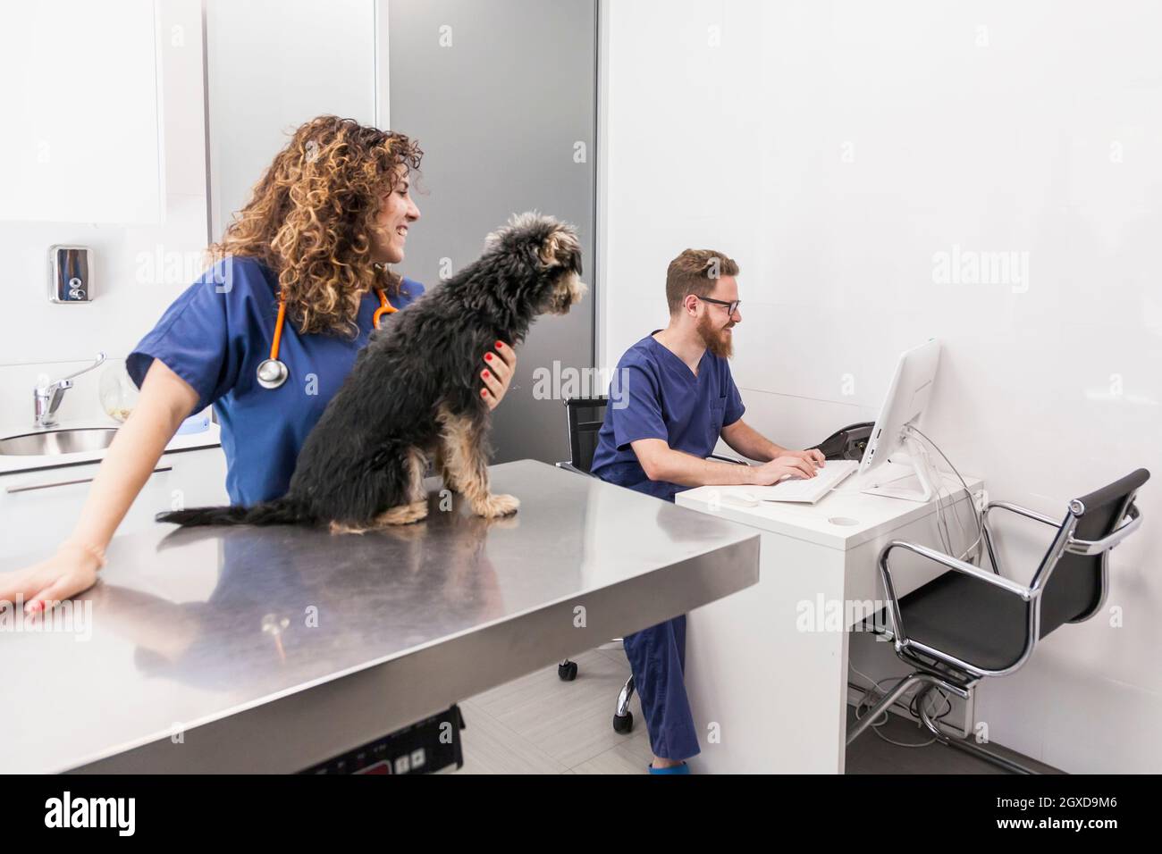 Yorkie At Computer Smiling Woman stroking fluffy Yorkshire Terrier and talking to male ...