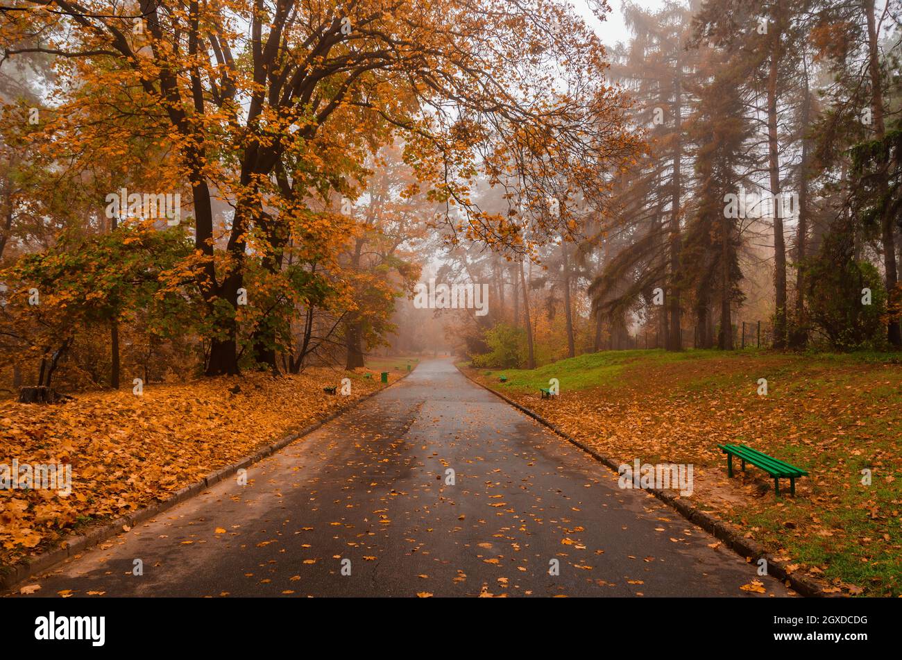 Rainy autumn park with golden trees, wet road with fallen leaves and empty park benches Stock Photo