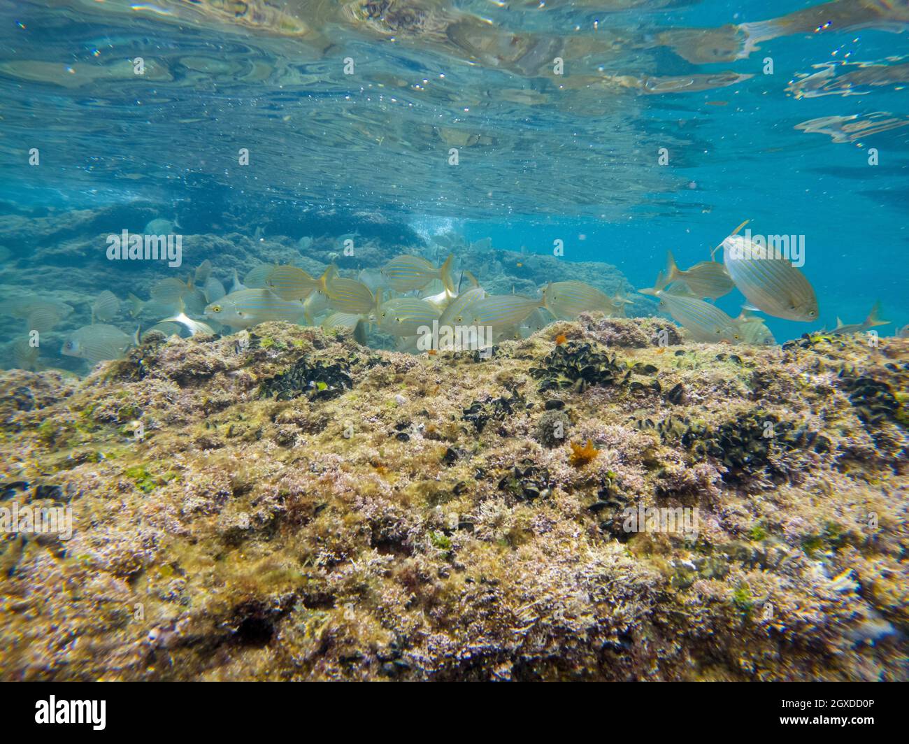 Aro fish hi-res stock photography and images - Alamy