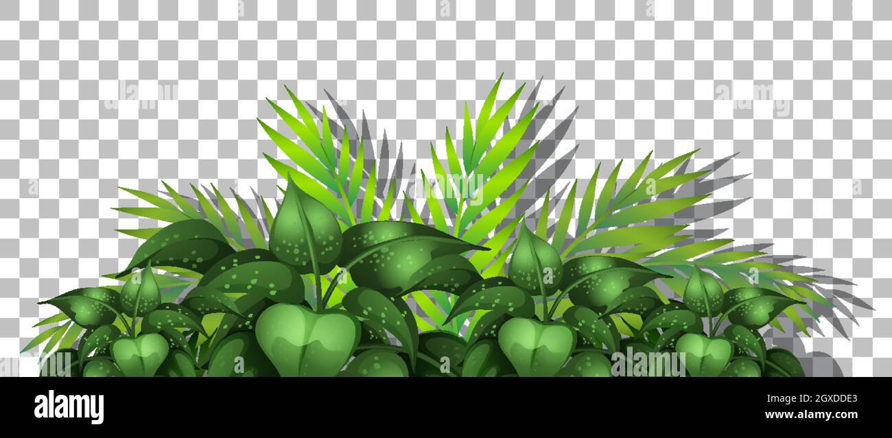 Tropical plant on transparent background illustration Stock Vector