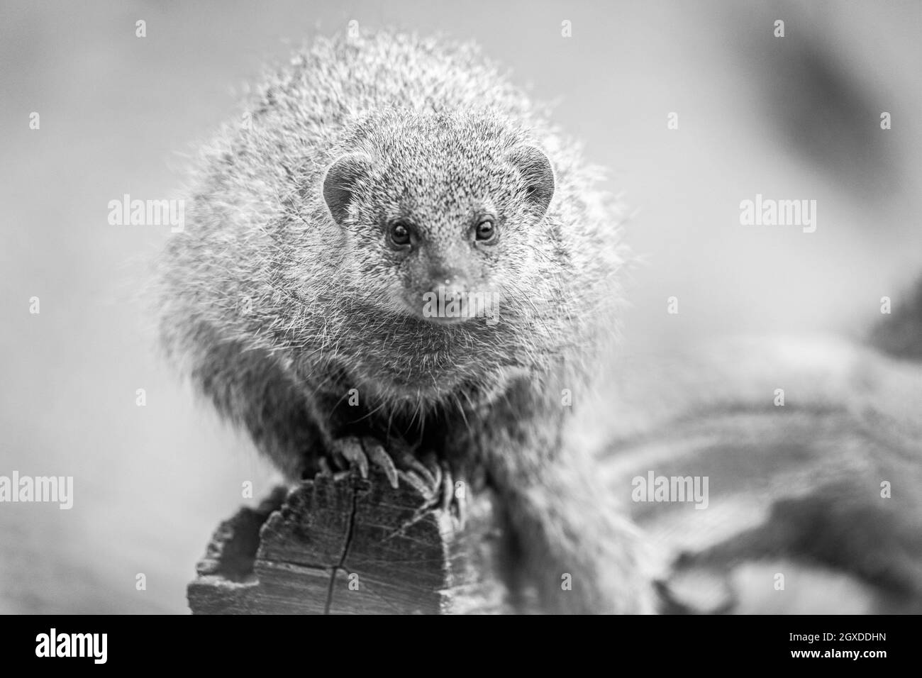 Portrait of a Banded Mongoose (Mungos Mungo Stock Photo Alamy