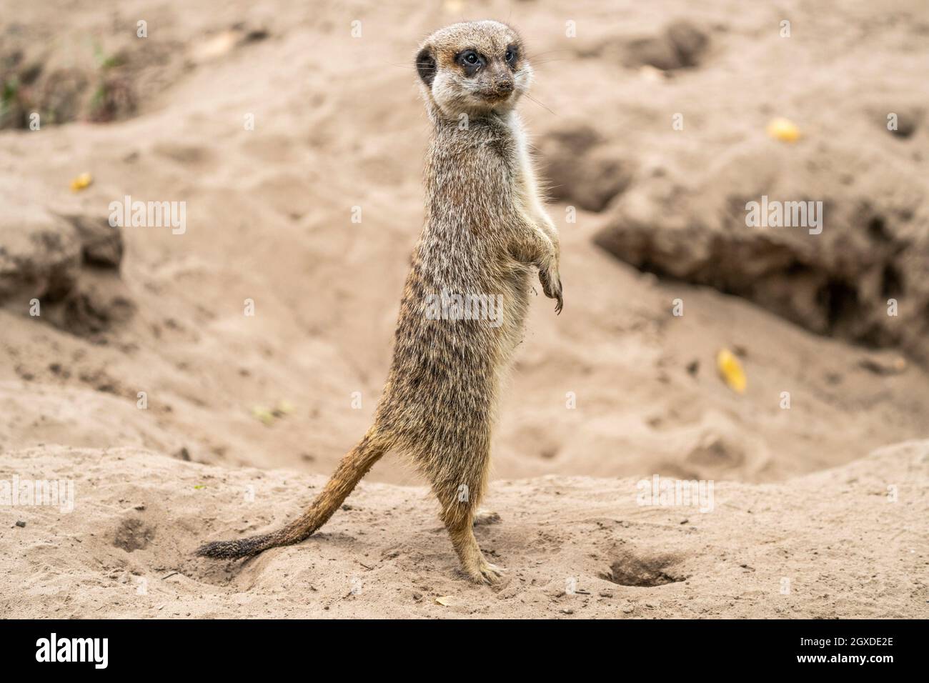 Sensing danger hi-res stock photography and images - Alamy Sensing danger hi-res stock photography and images - Alamy