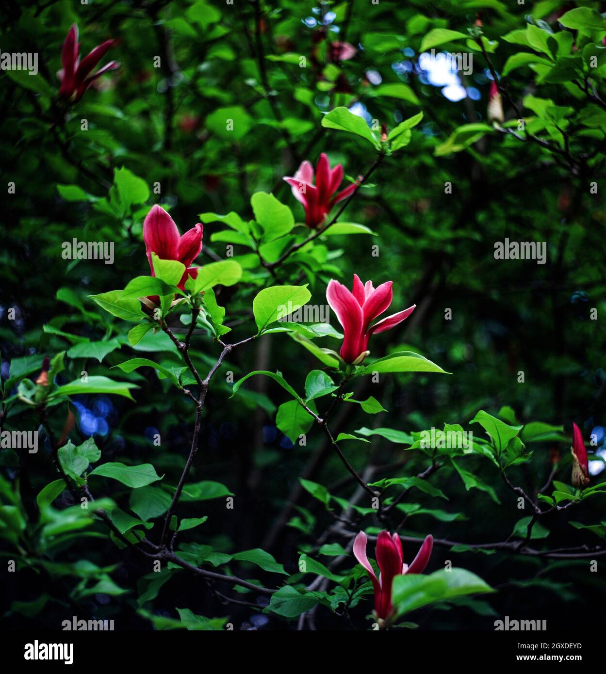 Japanese magnolia tree (Magnolia liliiflora) with flowers. Japan Stock