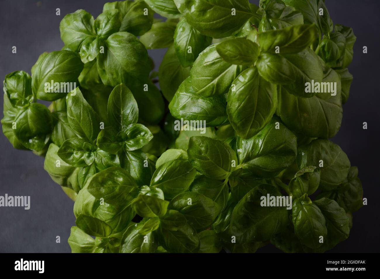 Fresh basil on a dark background. Green basil. Green basil on a dark