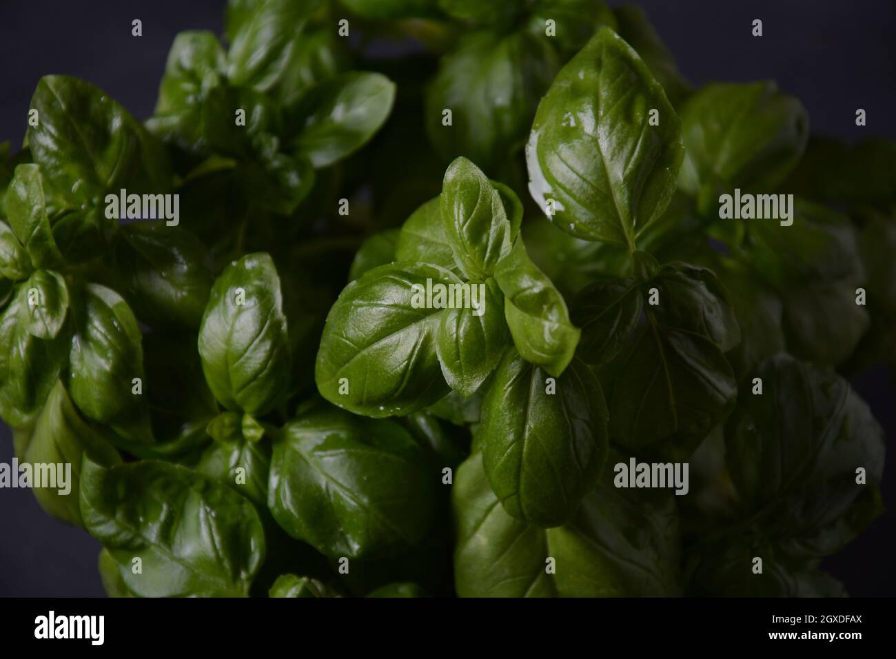 Fresh basil on a dark background. Green basil. Green basil on a dark ...
