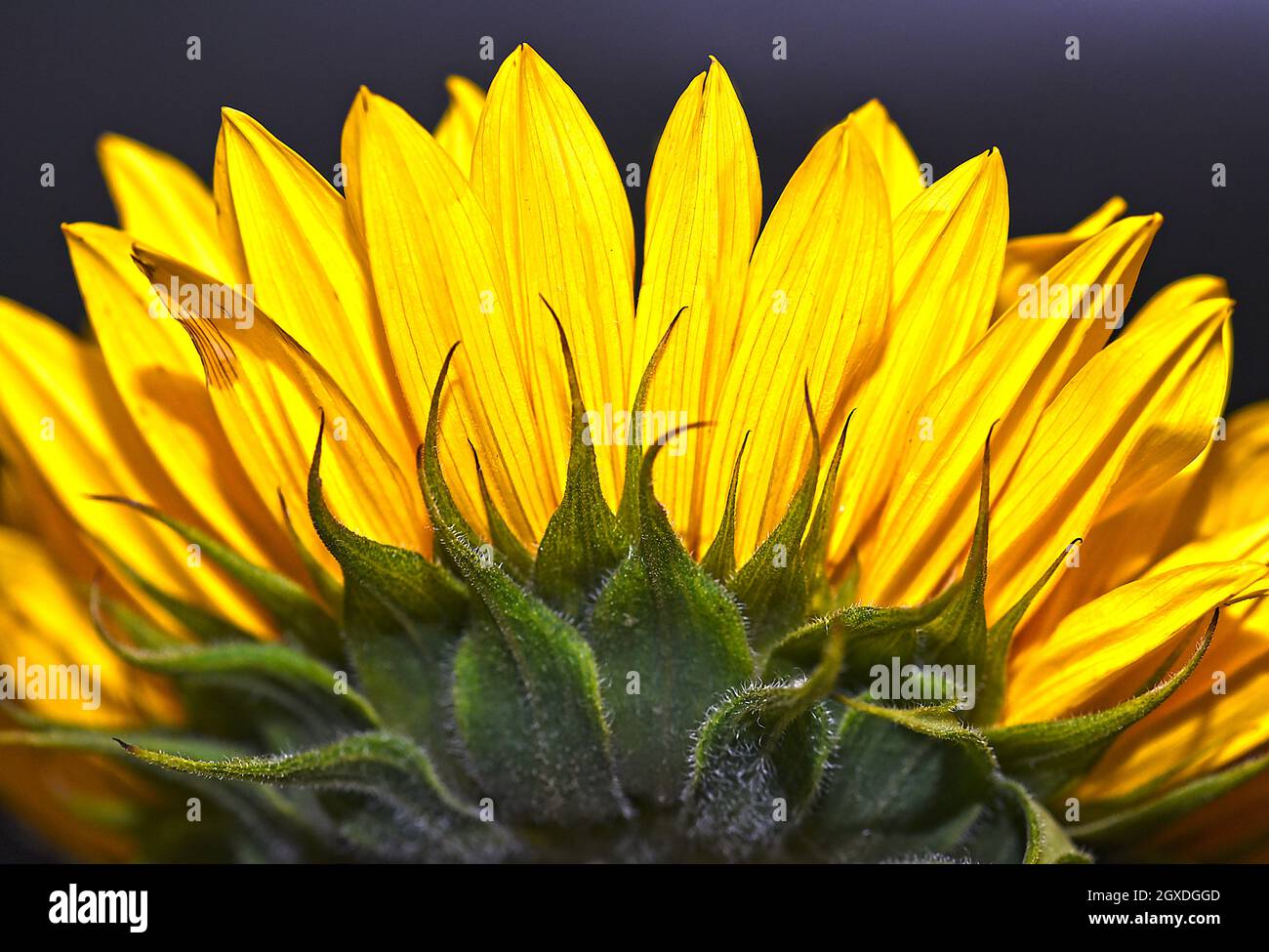 Yellow sunflower leaves macro hi-res stock photography and images - Alamy