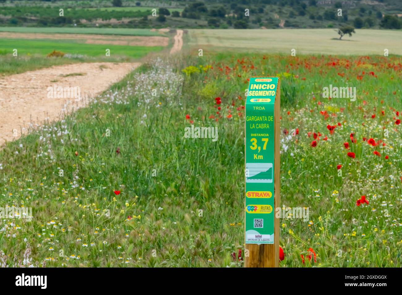 Route indicator. Poppy fields (Papaver rhoeas). Almansa. Albacete Castilla-La Mancha, Spain Stock Photo
