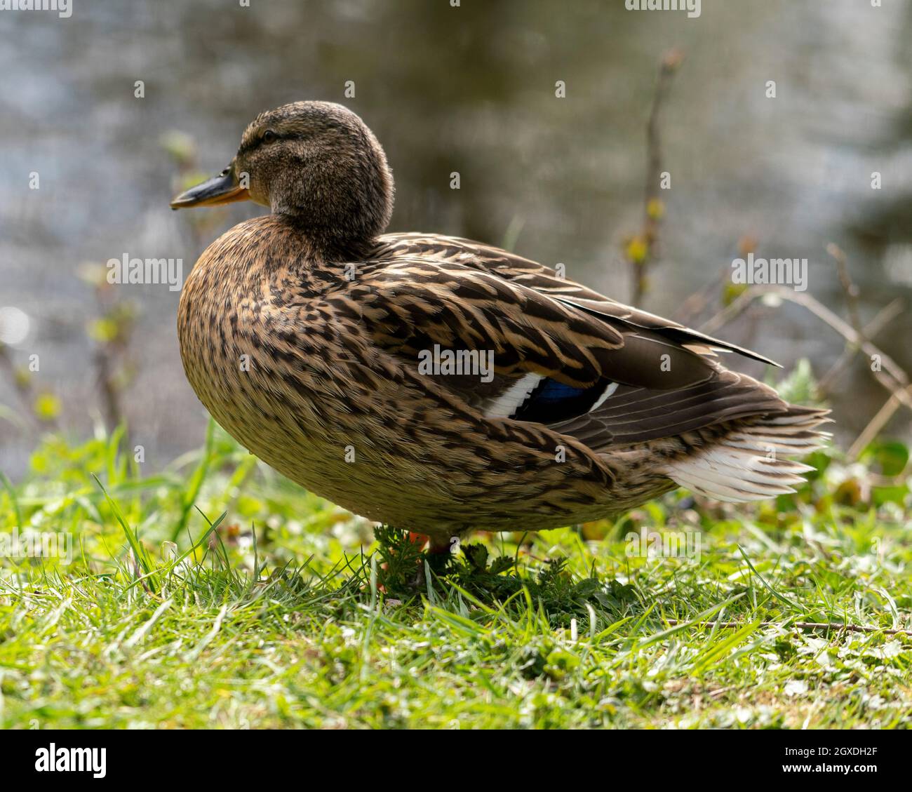 Close up of a duck in the morning in a park The duck cleans its