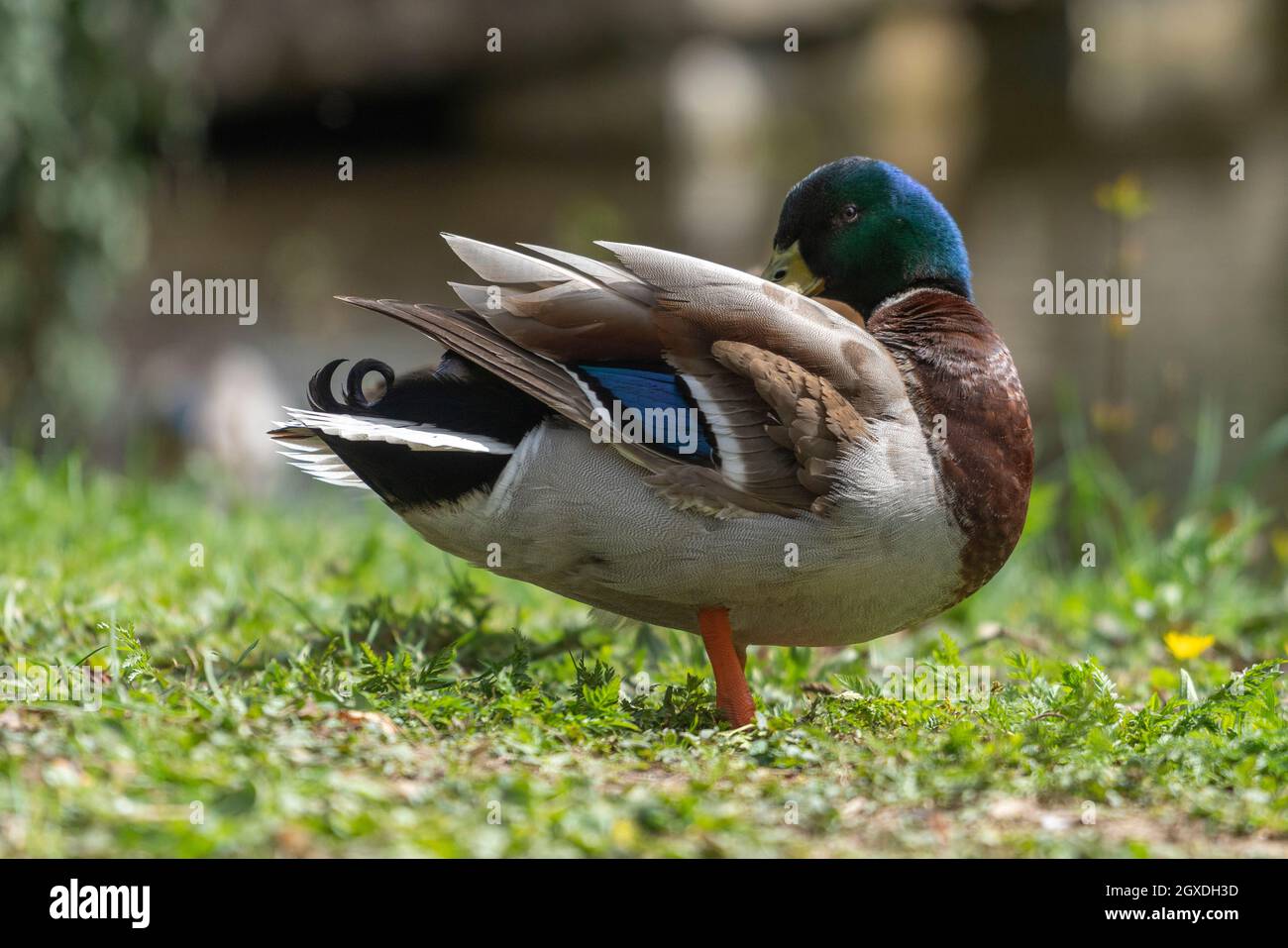 Close up of a duck in the morning in a park The duck cleans its