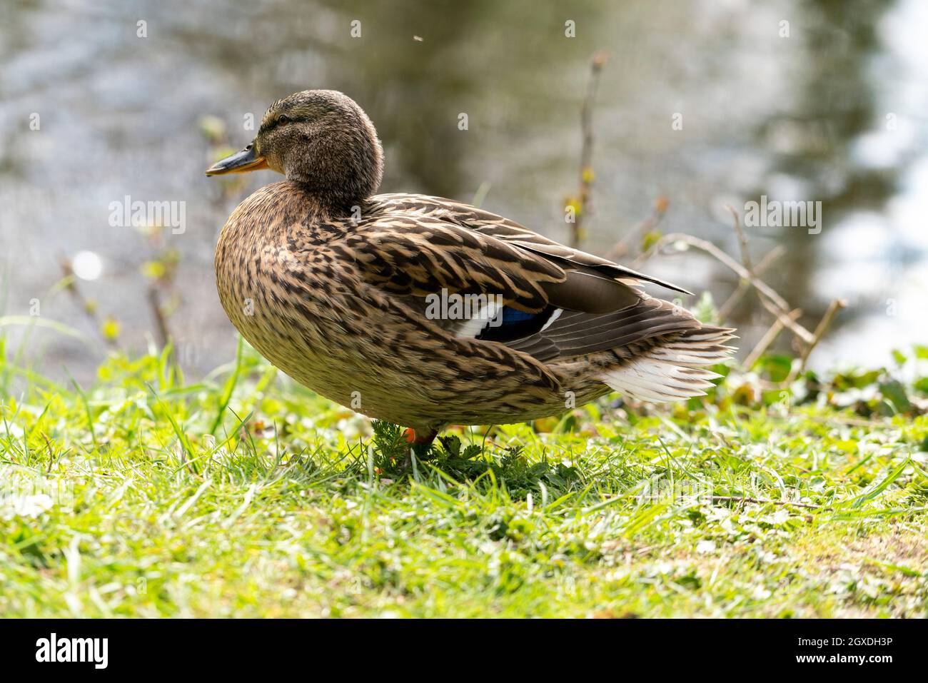 Close up of a duck in the morning in a park The duck cleans its