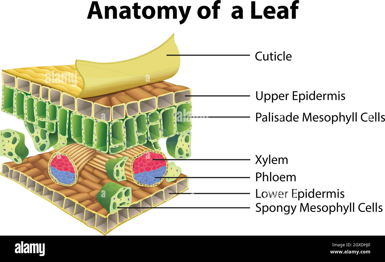 Plant Leaves and Leaf Anatomy