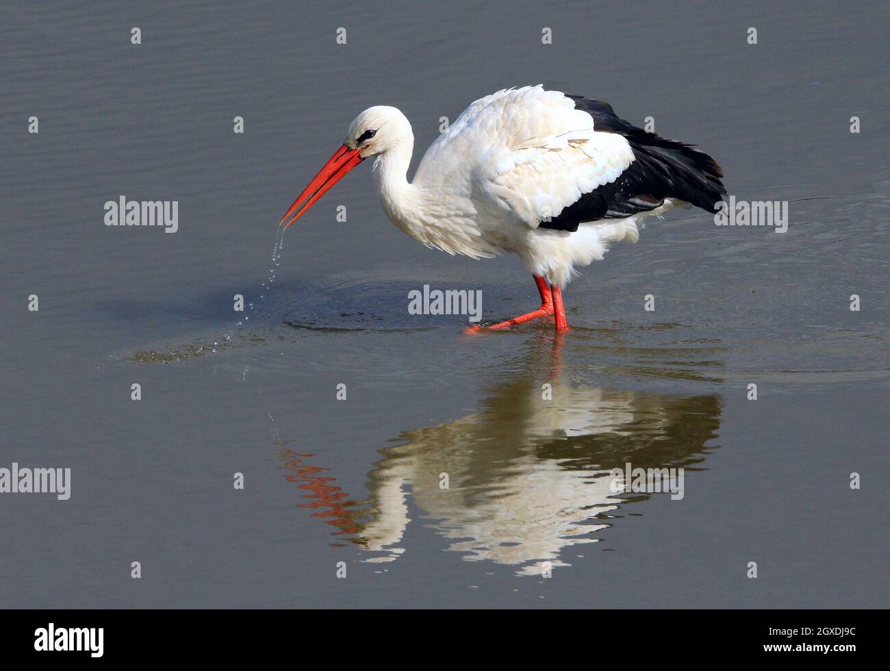 White stork foraging in a pond                                                                                   Stockenten, Paar beim Gründeln im Lis Stock Photo