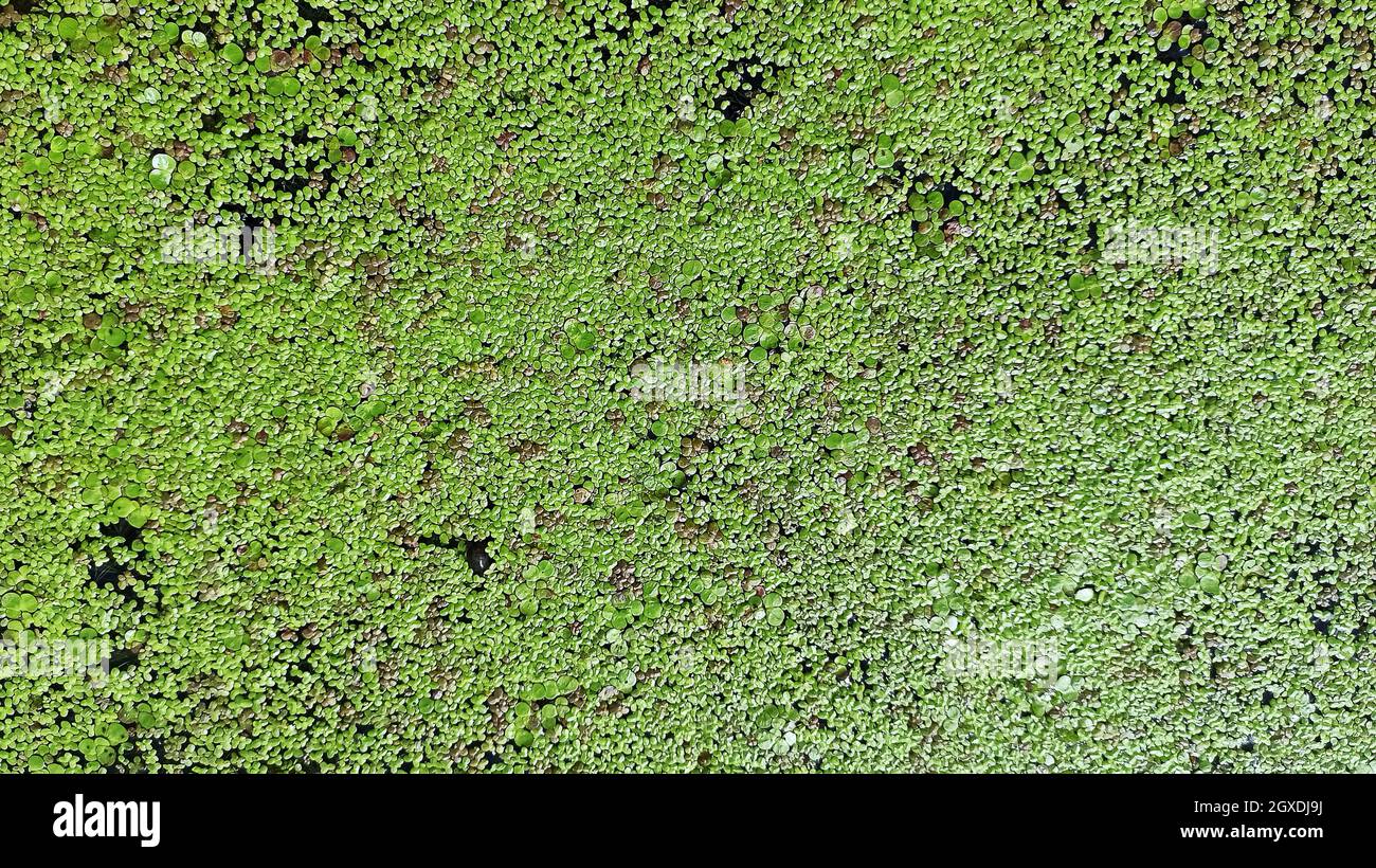 Texture from Common Duckweed on water. Natural green texture. Lemna perpusilla Torrey. Green leaf Duckweed. Natural background. Green leaves of plant. Stock Photo