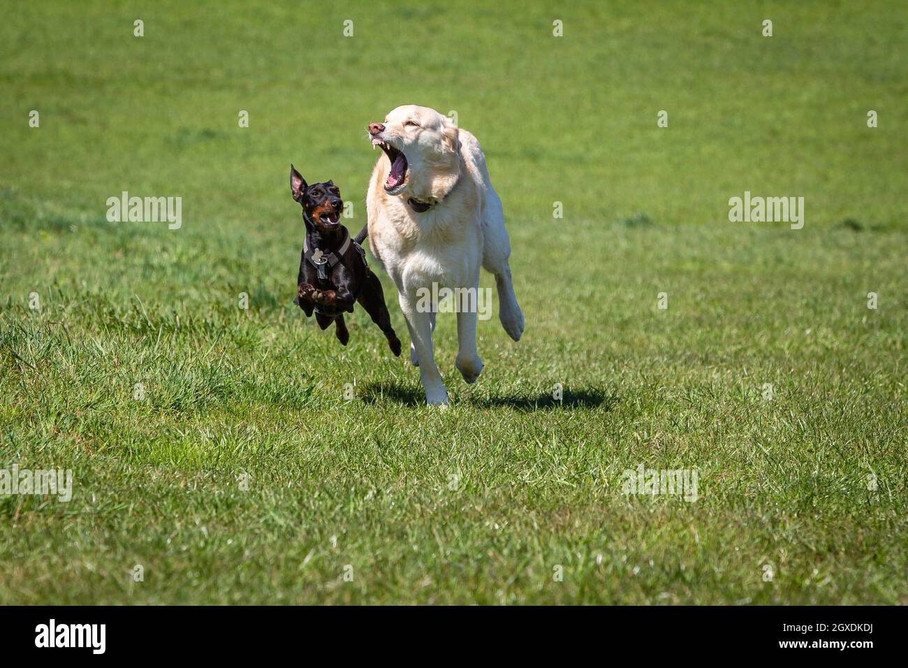 playful dogs running on a green meadow Stock Photo - Alamy