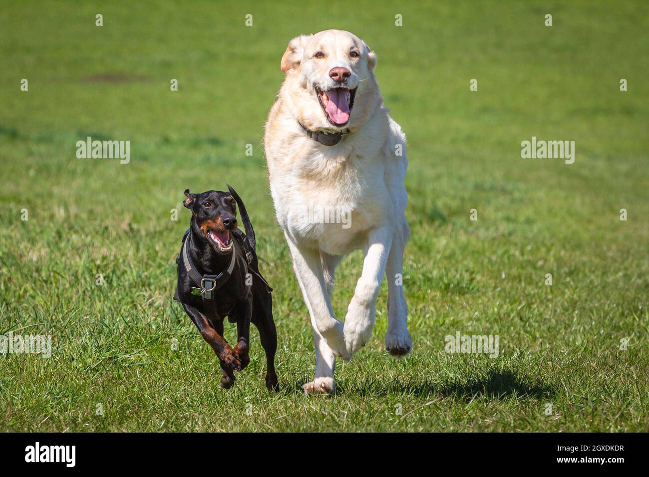 black and white dog running on a green meadow and have fun Stock Photo ...