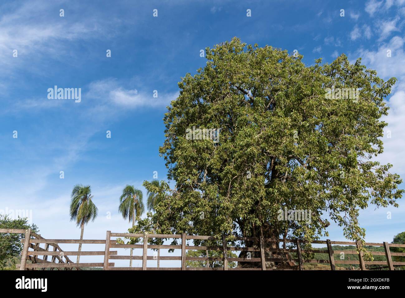 Centenary tree of Úmbu (Phytolacca dioica) and in the background the blue sky. Native plant of the Pampa biome in southern Latin America. Stock Photo