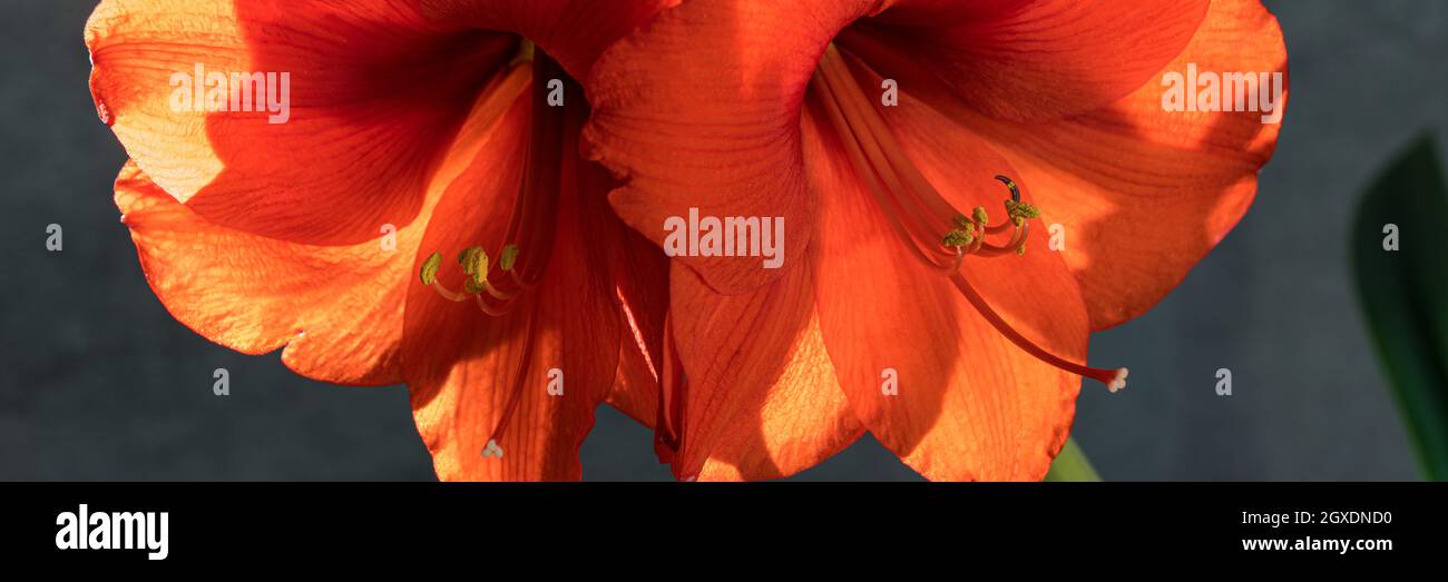 Panoramic still life of a red backlit amarillys in front of a gray background Stock Photo