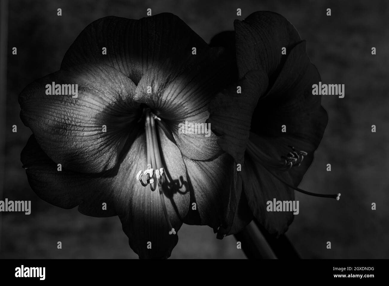Monochrome still life of an amarillys in front of a gray background with spot light Stock Photo
