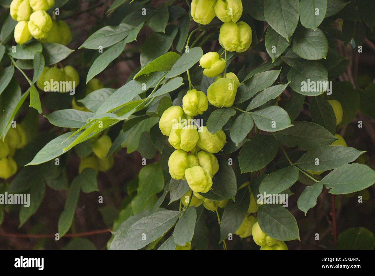 Bladdernut plumose Staphylea pinnata L., fruits and leaves Stock Photo