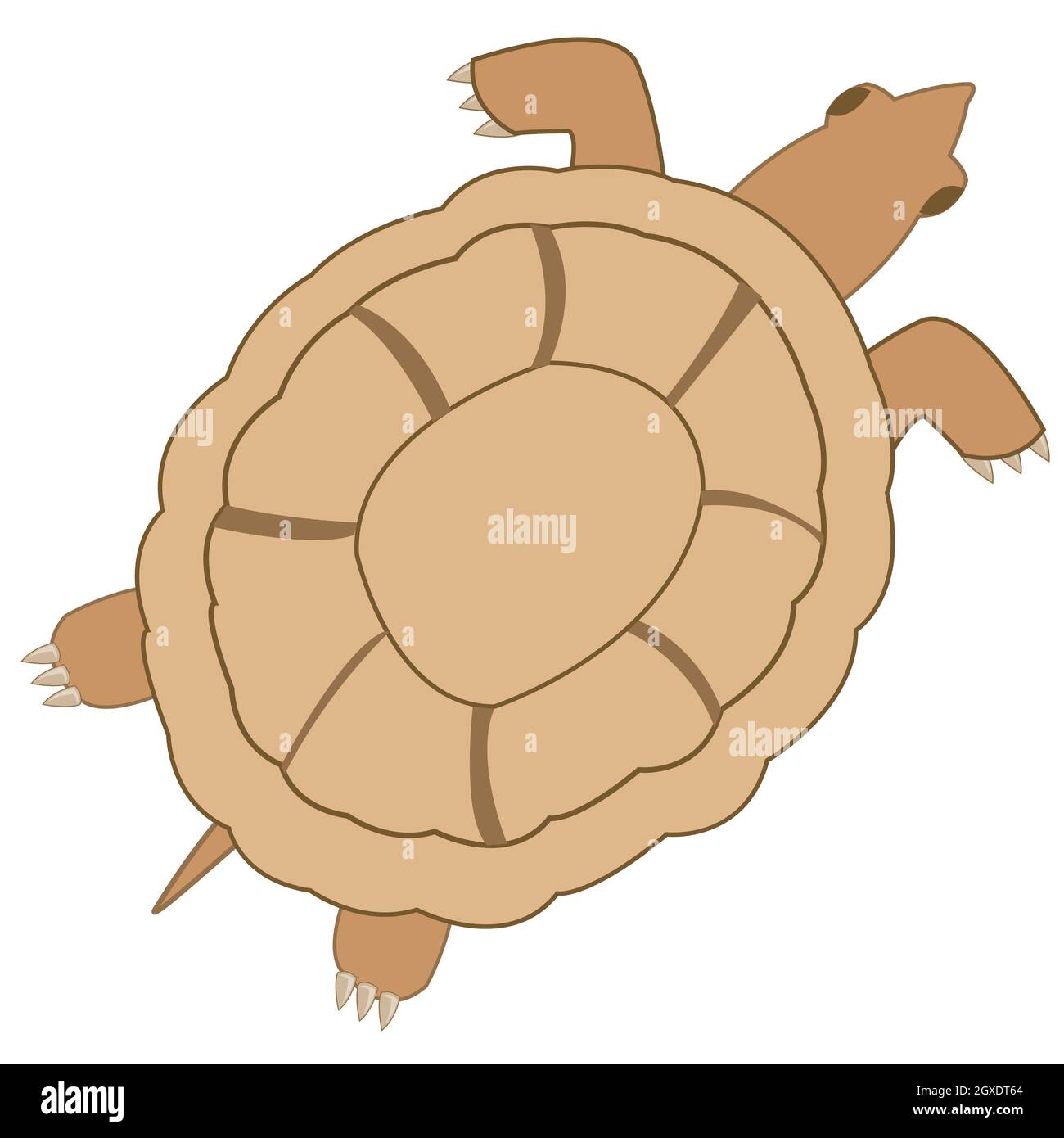 Terrapin type overhand on white background is insulated Stock Photo